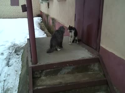 Acid Videos