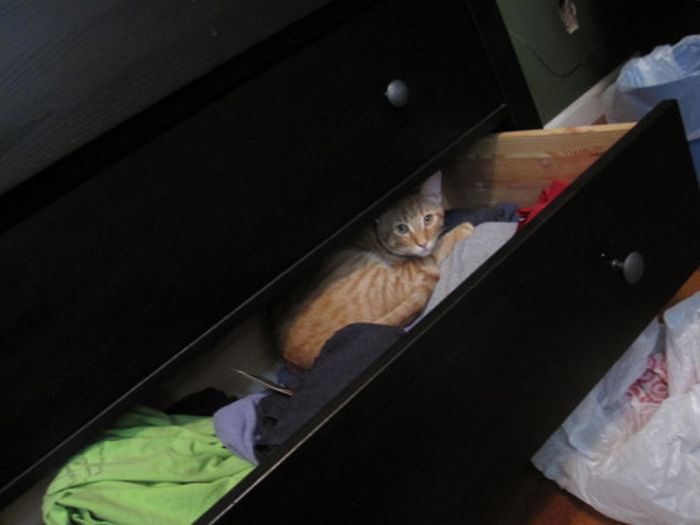 Cats Where They Do Not Belong (50 pics)