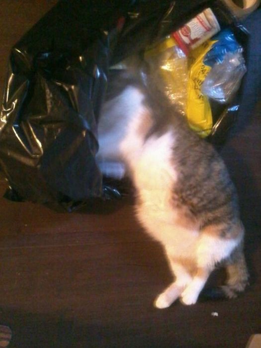 Cats Where They Do Not Belong (50 pics)