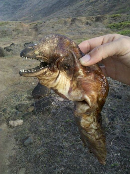 Acid Picdump (93 pics)