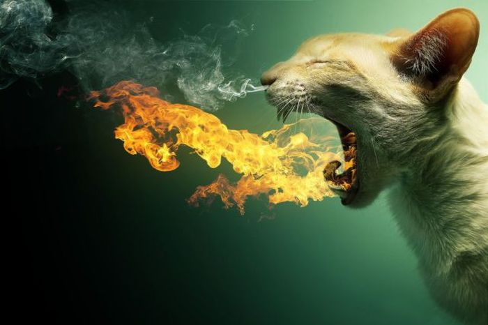 Acid Picdump (93 pics)