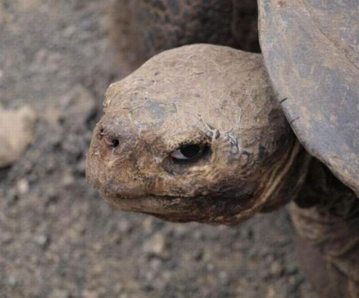 Acid Picdump (93 pics)