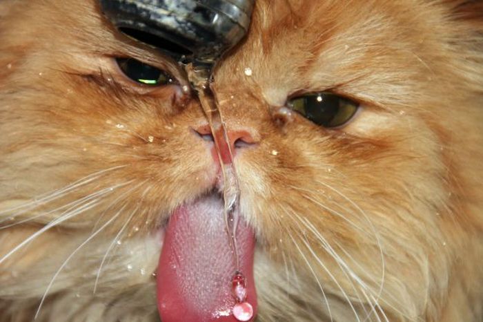 Acid Picdump (93 pics)