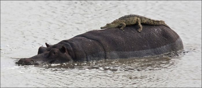 Crocodile Riding Hippo (2 pics)