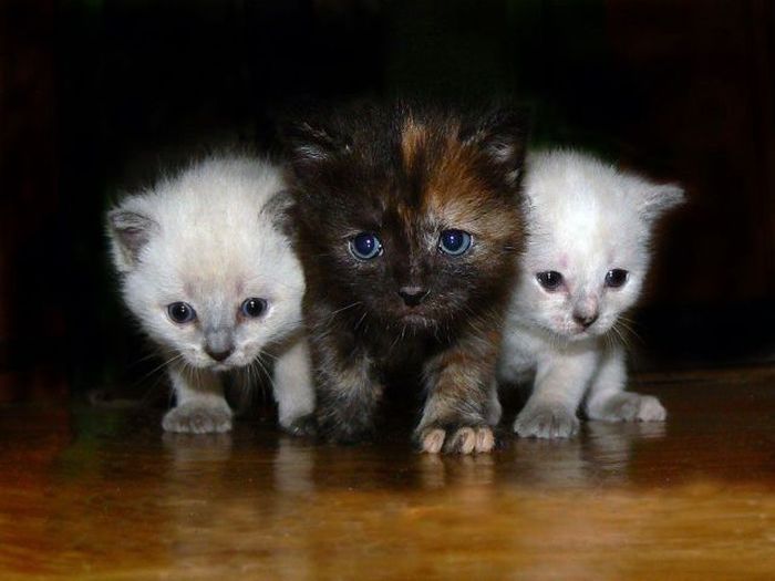 Kittens (100 pics)