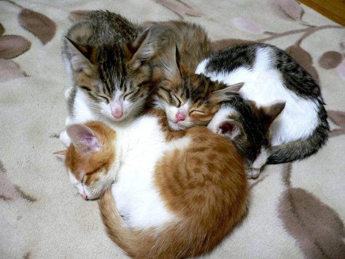 Kittens (100 pics)