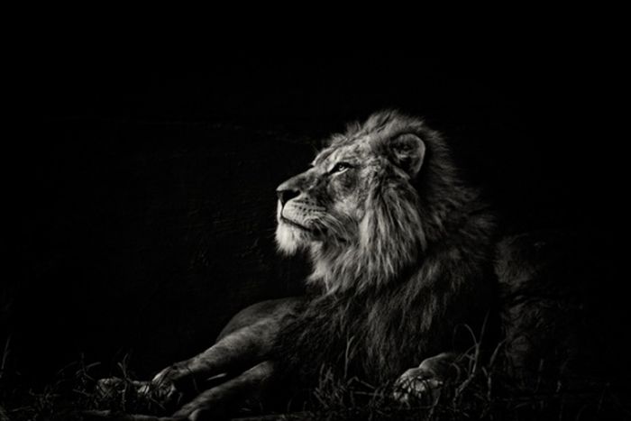 Black and White Animal Photography (50 pics)