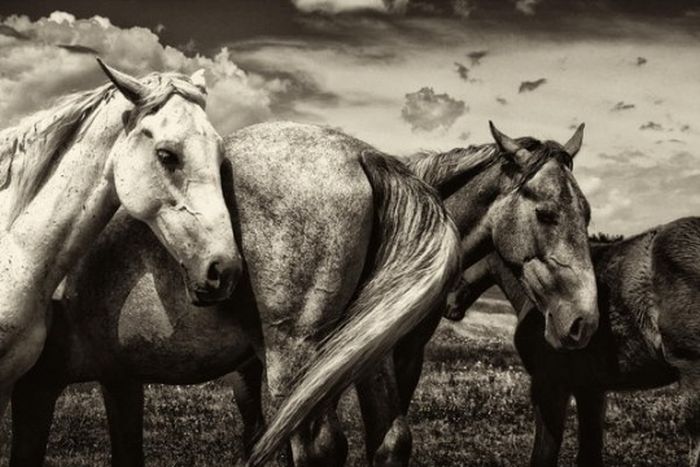 Black and White Animal Photography (50 pics)