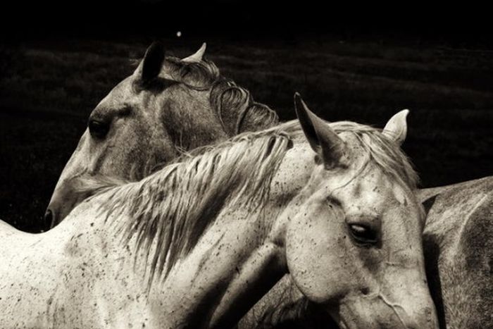 Black and White Animal Photography (50 pics)