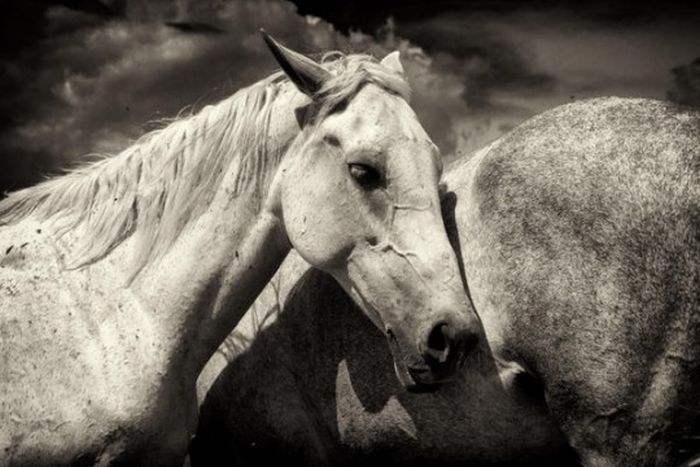 Black and White Animal Photography (50 pics)