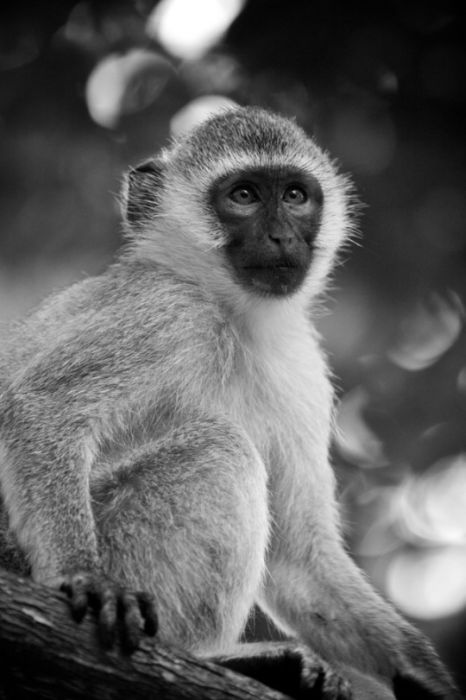 Black and White Animal Photography (50 pics)