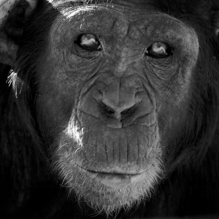 Black and White Animal Photography (50 pics)