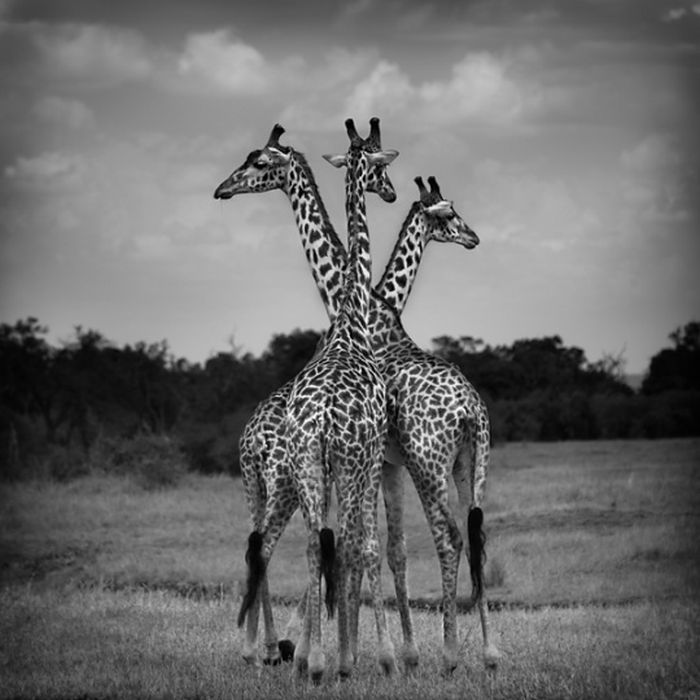 Black and White Animal Photography (50 pics)