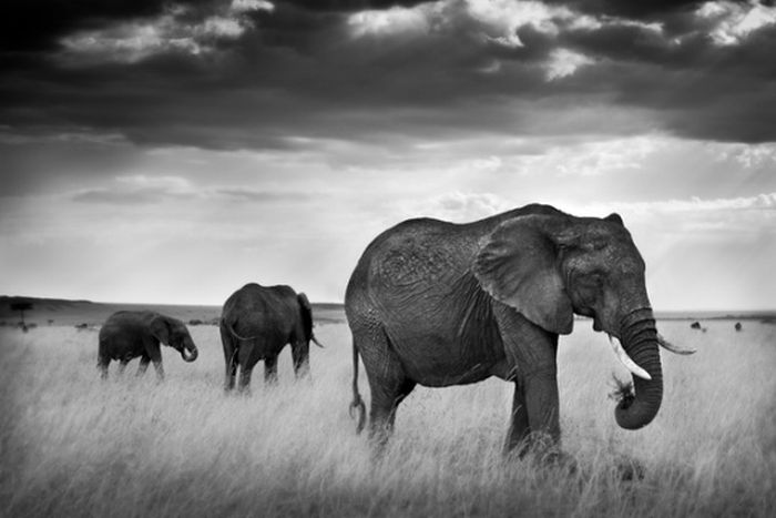 Black and White Animal Photography (50 pics)