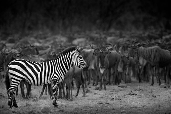 Black and White Animal Photography (50 pics)