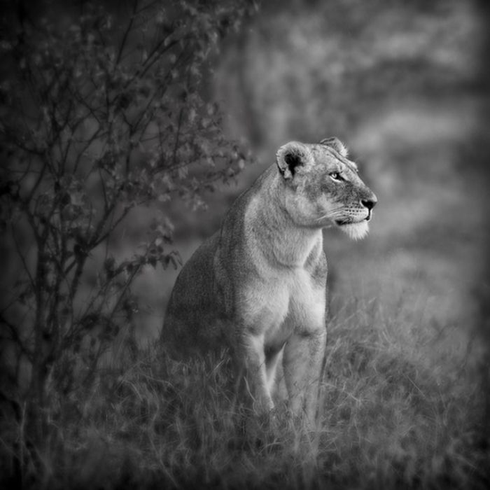 Black and White Animal Photography (50 pics)