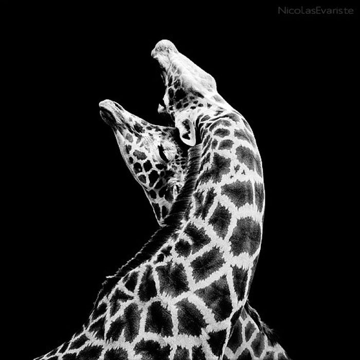 Black and White Animal Photography (50 pics)