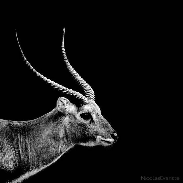 Black and White Animal Photography (50 pics)