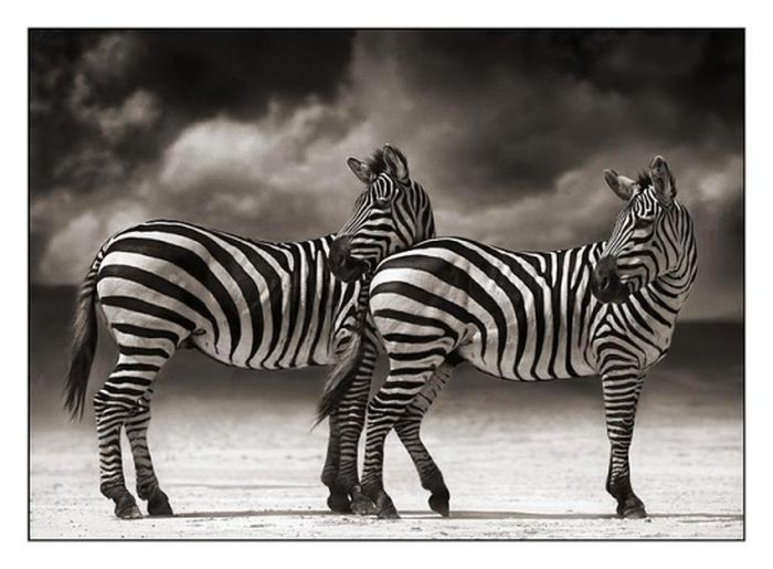 Black and White Animal Photography (50 pics)