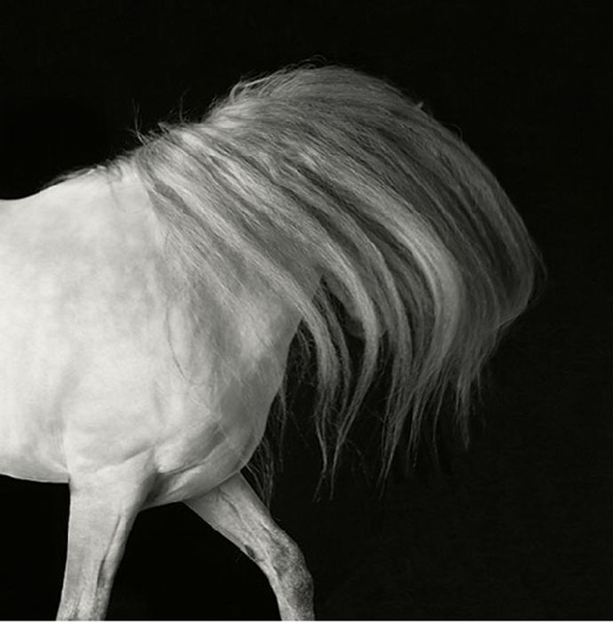 Black and White Animal Photography (50 pics)