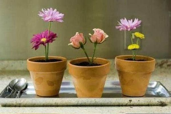Potted Plant Dessert (20 pics)