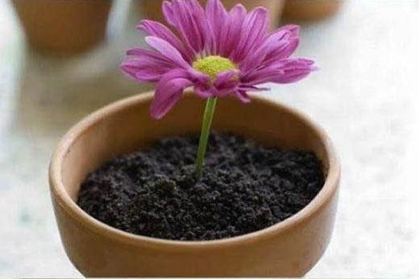 Potted Plant Dessert (20 pics)