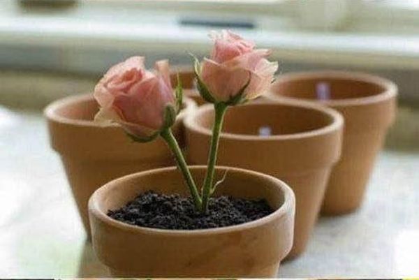Potted Plant Dessert (20 pics)
