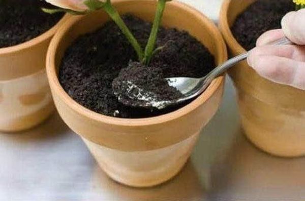 Potted Plant Dessert (20 pics)