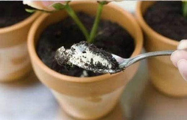 Potted Plant Dessert (20 pics)
