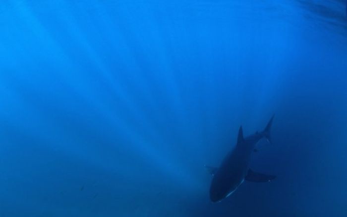 Photos of the Bull Shark (26 pics)