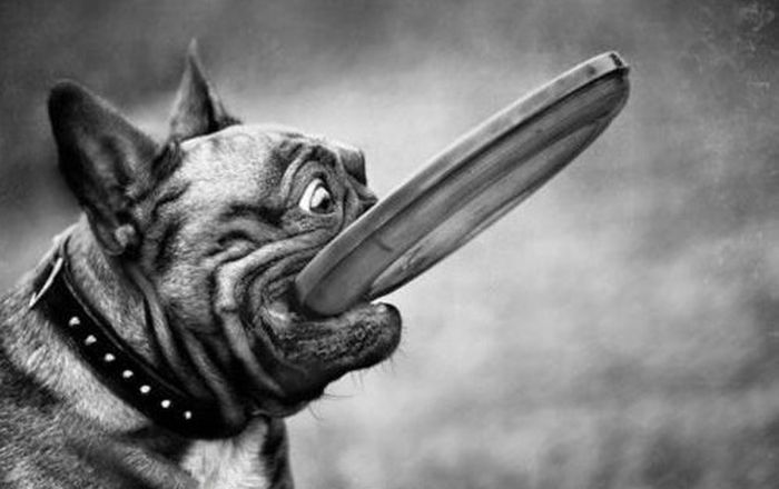 Hilarious Dog Faces (110 pics)