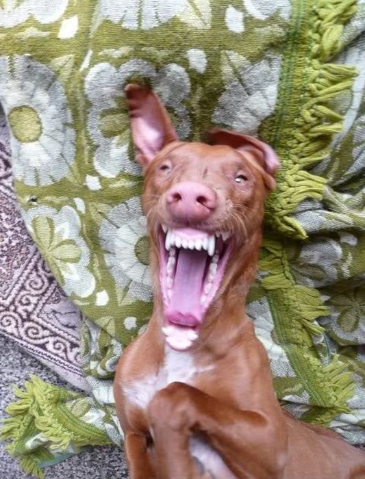 Hilarious Dog Faces (110 pics)