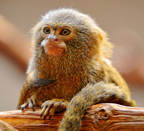 Pygmy Marmosets (12 pics)