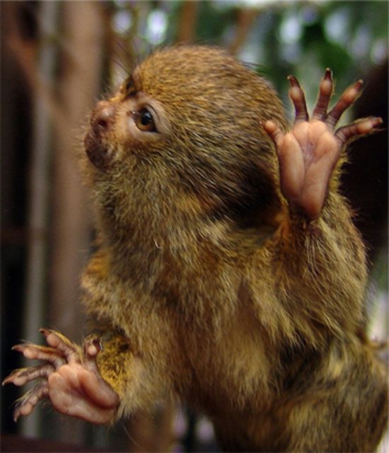 Pygmy Marmosets (12 pics)