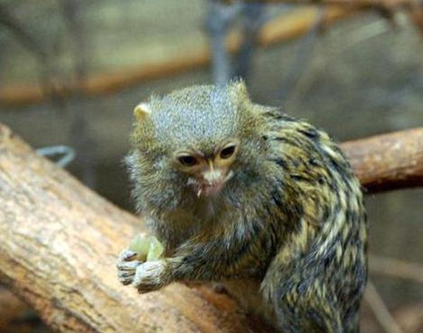 Pygmy Marmosets (12 pics)