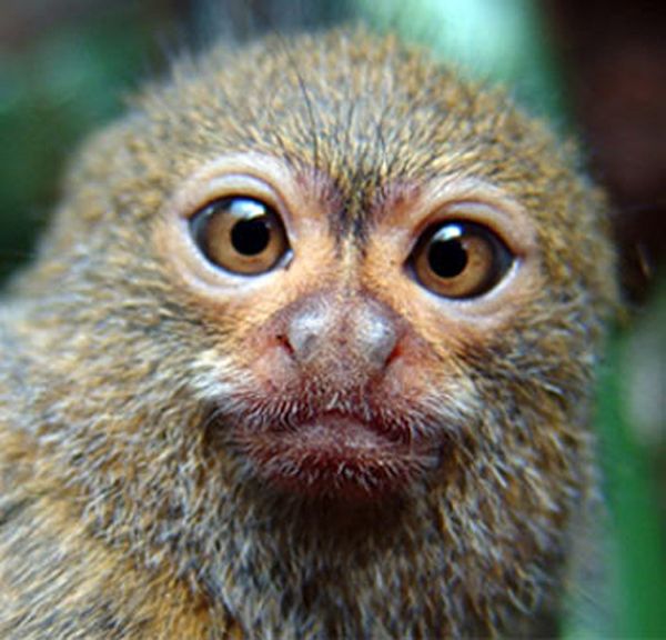 Pygmy Marmosets (12 pics)