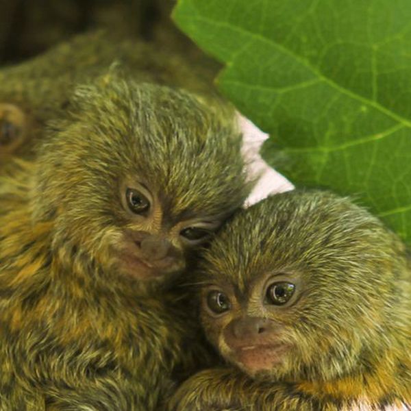 Pygmy Marmosets (12 pics)