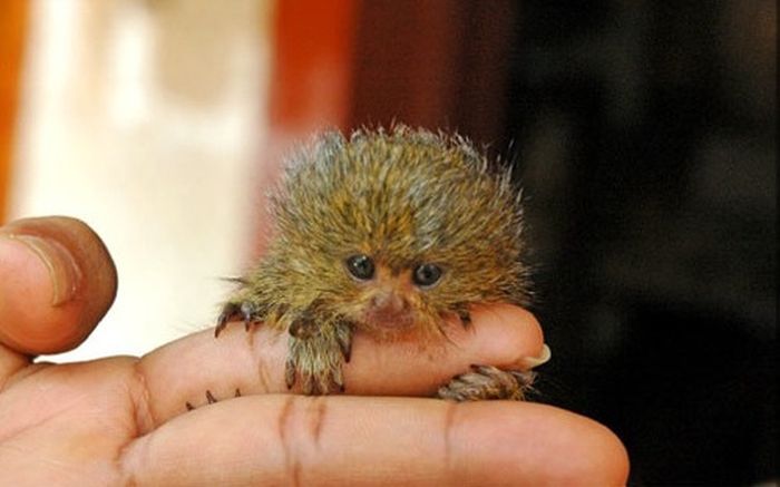 Pygmy Marmosets (12 pics)