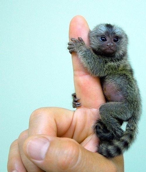 Pygmy Marmosets (12 pics)