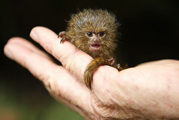 Pygmy Marmosets (12 pics)