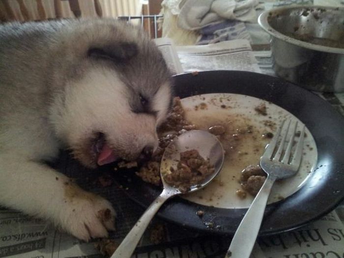 Acid Picdump (126 pics)