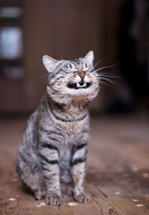 Acid Picdump (126 pics)