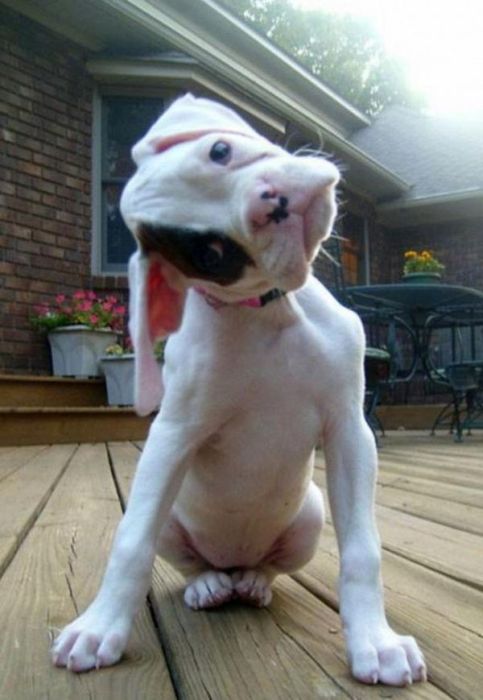 Acid Picdump (126 pics)