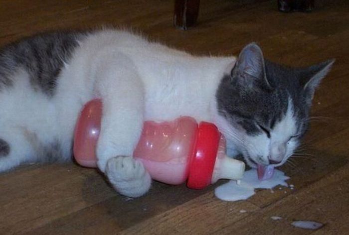 Acid Picdump (126 pics)