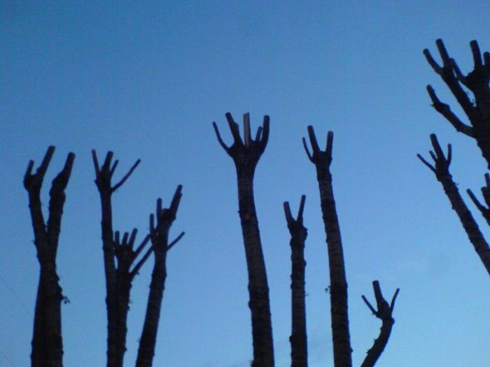 Acid Picdump (126 pics)