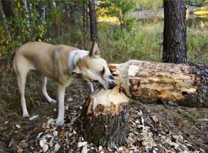 Acid Picdump (126 pics)