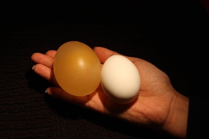 Naked Egg Experiment. Egg vs Vinegar (12 pics)