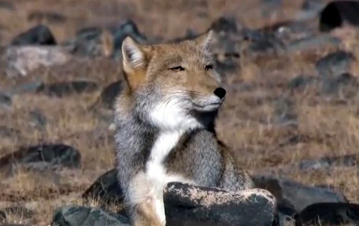 Tibetan Fox Has an Awesome Facial Expression (4 pics)