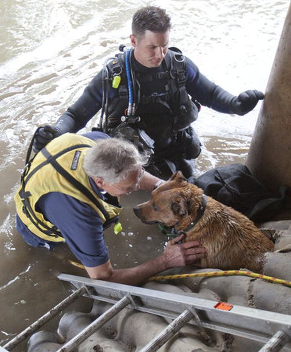 Rescuing a Dog  (20 pics)