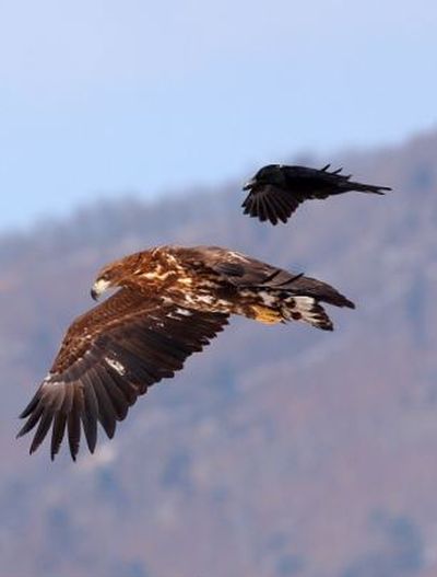 Crow Riding an Eagle (4 pics)